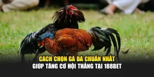 Cách Chọn Gà Đá Chuẩn Nhất Giúp Tăng Cơ Hội Thắng Tại 188Bet