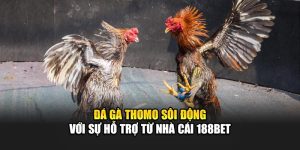 Đá Gà Thomo Sôi Động Với Sự Hỗ Trợ Từ Nhà Cái 188Bet